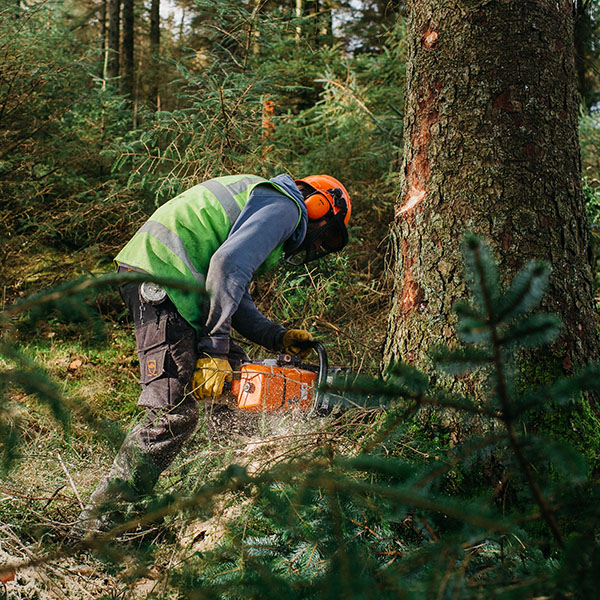 Irving-Timber Felling