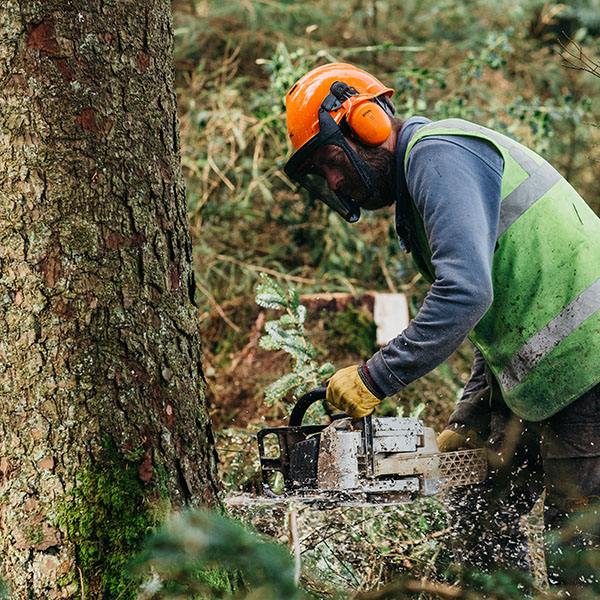 Irving-Timber Felling