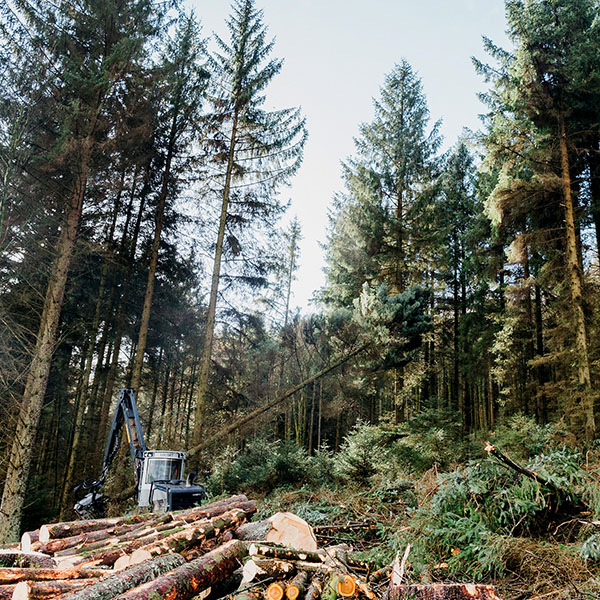 Irving-Timber Felling