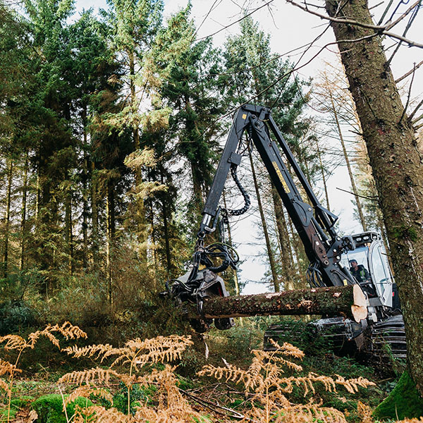 Irving-Timber Felling