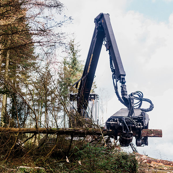 Irving-Timber Felling