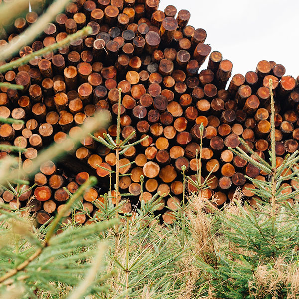 Irving-Timber HuttonRoof