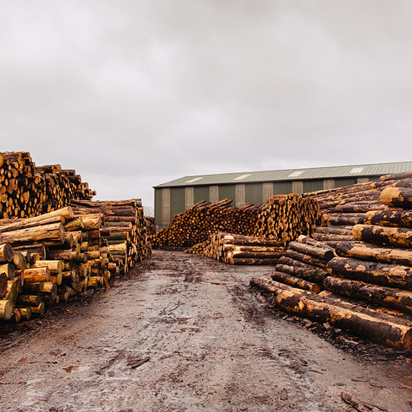 Irving-Timber HuttonRoof