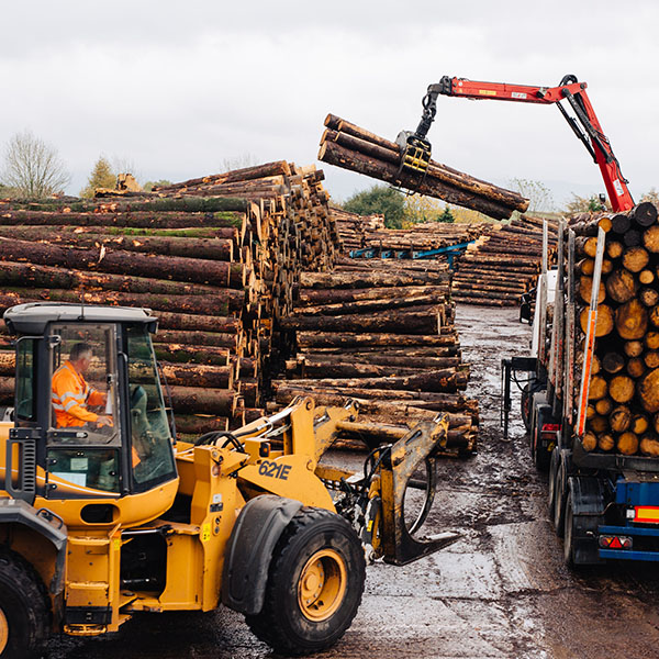 Irving-Timber HuttonRoof