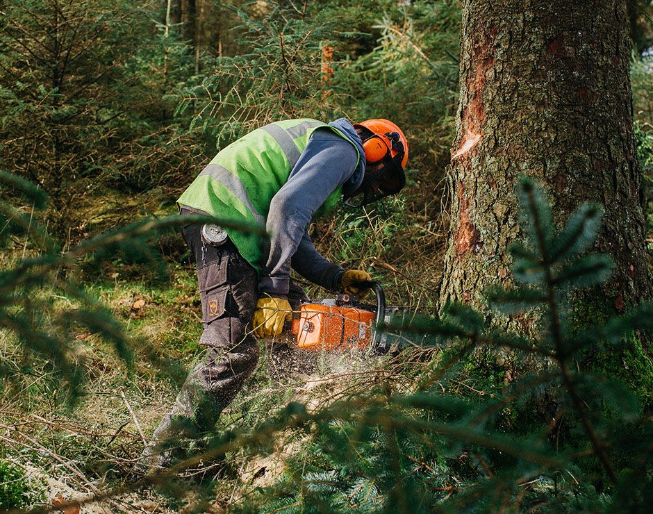 Timber Felling