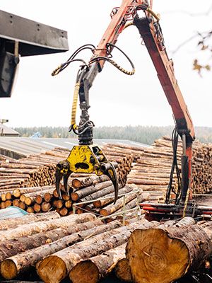 Timber Sorting